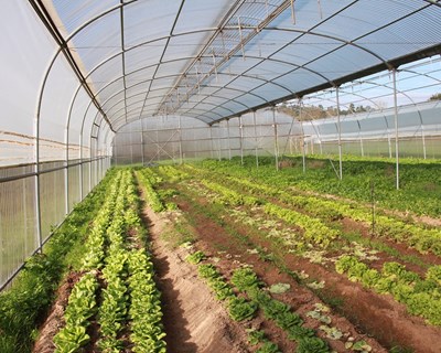 100 mil euros para apoiar pequenos investimentos agrícolas no Ribatejo Interior