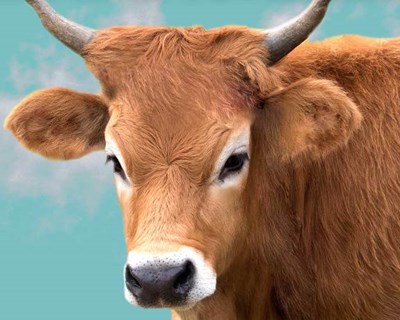 75 jovens agricultores instalaram-se na bovinicultura de carne nos Açores com apoios do PRORURAL+