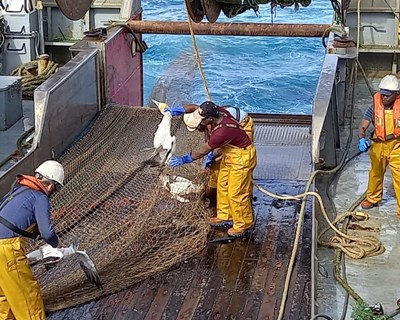 9 milhões de euros para reduzir a captura acidental de megafauna marinha