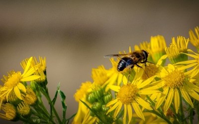 A importância das abelhas no desenvolvimento de culturas