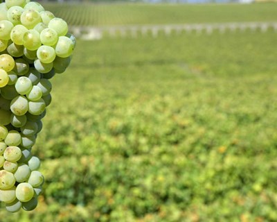 Academia do Vinho Verde promove cursos sobre a plantação e fertilização da vinha