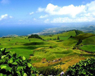 Açores: agricultores utilizam poucos produtos fitofarmacêuticos