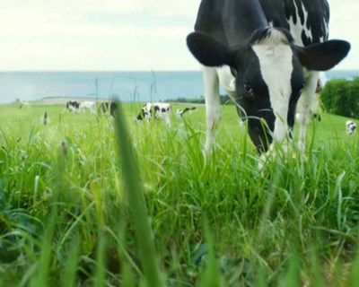 Açores recebem quase metade das ajudas da UE destinadas ao setor do leite nacional