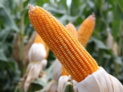 Alemanha insiste na proibição de OGM