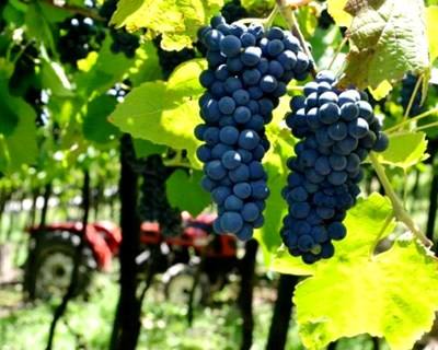 Alentejo prevê queda de 20% na produção de vinho