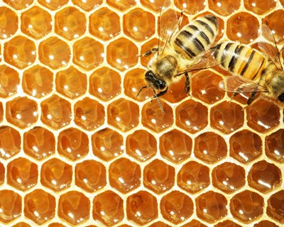 Apoio ao setor do mel reforçado através do Programa Apícola Nacional (PAN)