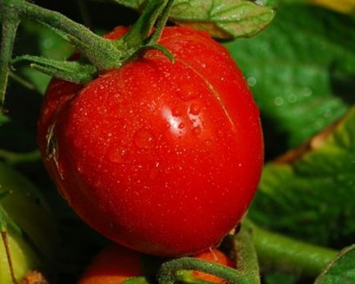 Associação dos Industriais do Tomate contribui para Estratégia Científica do Ministério da Agricultura