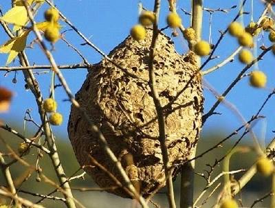 Barcelos investe na incineração de ninhos de vespa asiática