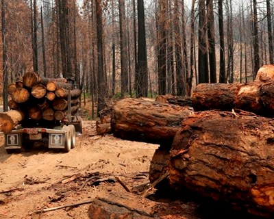 Castanheira de Pera debate segurança no trabalho florestal