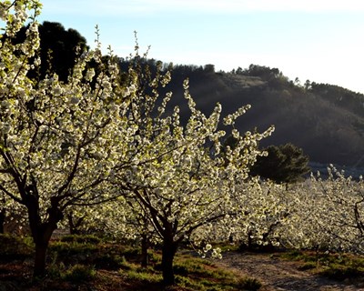 Cerejeiras em flor no Fundão
