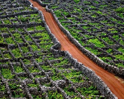 Comissão Vitivinícola dos Açores passa a “verificar” genuinidade dos vinhos não certificados