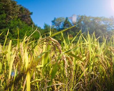 CONSULAI desenvolve plataforma de consulta das áreas de cereais e oleaginosas em parceria com a ANPROMIS, a ANPOC e a AOP