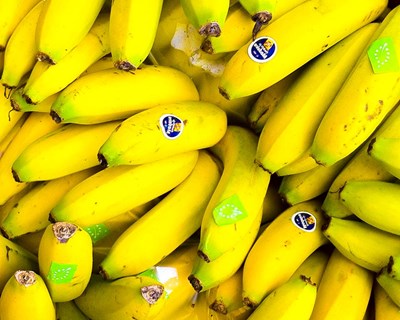 Crédito Agrícola associa-se à GESBA na proteção da produção de banana