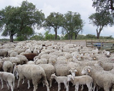 Declaração de Existências de ovinos e caprinos acontece em janeiro