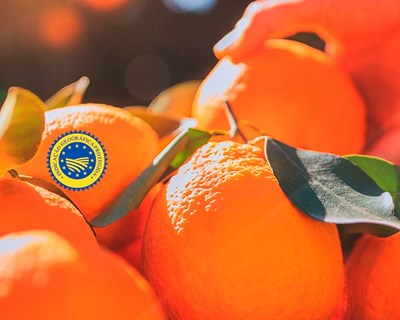 Dez mil toneladas de laranja do Algarve chegam ao Continente