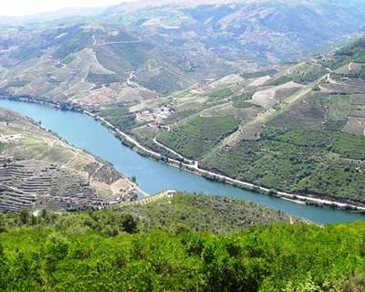 Douro prevê produzir 278 a 300 mil pipas de vinho nesta vindima