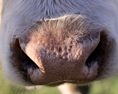 EFSA: é necessário melhor alojamento para vacas leiteiras, patos, gansos e codornizes