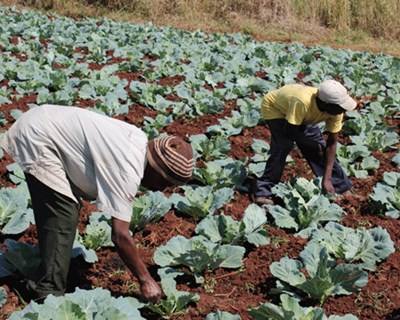 Empresários moçambicanos defendem aposta na agricultura