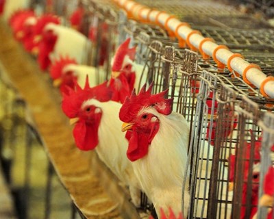França confirma foco de gripe aviária de elevada patogenicidade