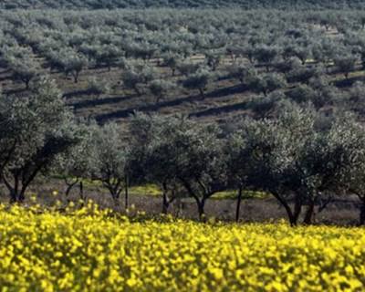 Fungos não são causa da morte de oliveiras em Itália, diz estudo