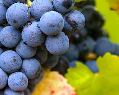 Governo abre concurso de €5 milhões para jovens agricultores na cultura da vinha