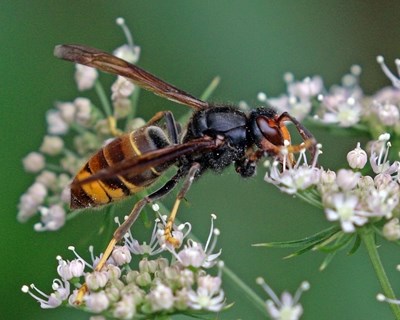 ICNF apela à vigilância e controlo da vespa velutina