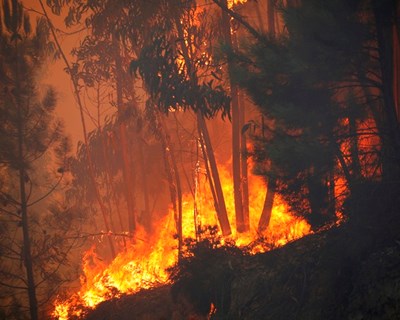 Incêndios: empresas florestais associam-se à Fundação Gulbenkian no apoio às vítimas