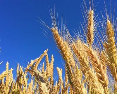 INE aponta para uma redução da superfície de cereais outono/inverno
