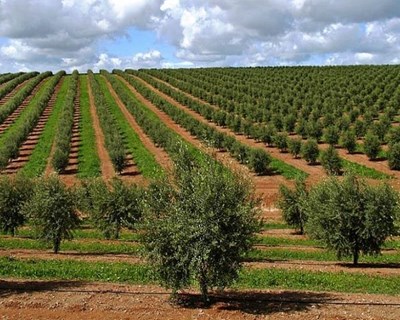 IX Simpósio Nacional de Olivicultura