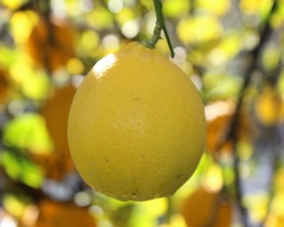 Limões turcos com resíduos de clorpirifos