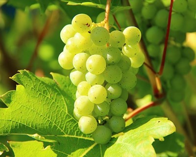 Madeira: produção de uvas para fabrico de vinho regista aumento de 500 toneladas