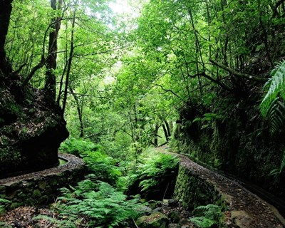 Madeira vai beneficiar 400 km de caminhos florestais