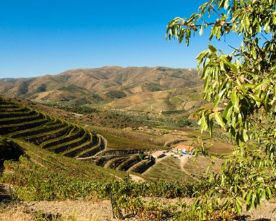 "Meetings from Douro - Magellan World": o projeto que aposta no agroalimentar e turismo