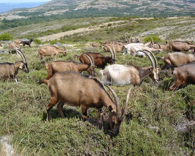 Ministério da Agricultura apoia produtor que perdeu cabras em Arcos de Valdevez