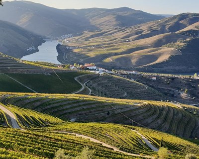 Ministra da Agricultura anuncia novas medidas de apoio ao vinho e apresenta Polo de Inovação do Douro
