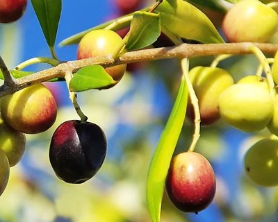 Monforte: dia de campo dedicado ao amendoal e olival