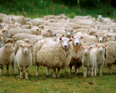 Município de Fornos de Algodres apoia produtores de ovinos, caprinos e bovinos