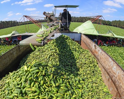 Nova Política Agrícola Comum: Proteger os rendimentos dos agricultores e a segurança alimentar