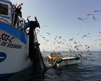 Novos limites sobre captura diária de sardinha entraram em vigor