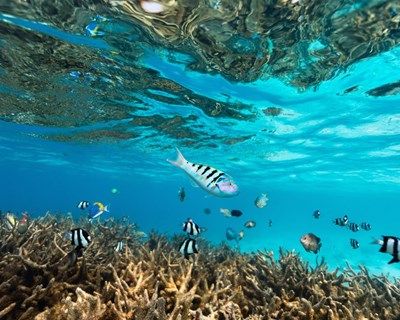O impacto das alterações climáticas na biodiversidade marinha