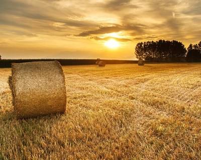 Petição pede “Mais Portugal 2020 para a Agricultura”