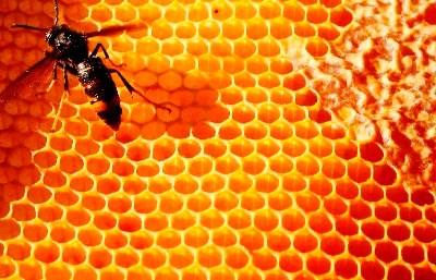 Portugal não consegue travar avanço da vespa asiática