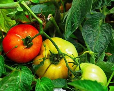 Portugal quer ser o maior fornecedor de produtos de tomate ao Japão