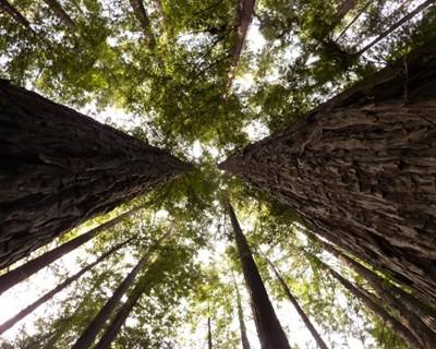 Portugal tem 171 empresas certificadas em gestão florestal sustentável