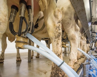 "Preços baixam à custa dos produtores de leite" afirma a APROLEP