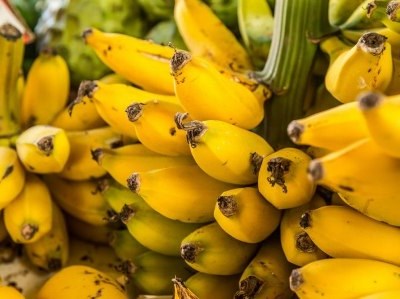 Presidente da República elogia banana da Madeira