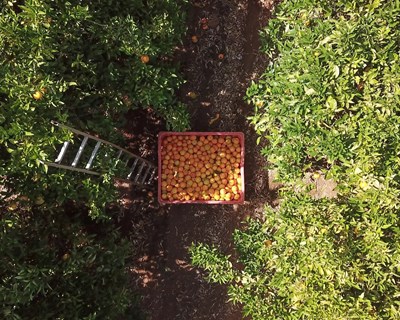 Produção de citrinos no Algarve aumenta 4,5%