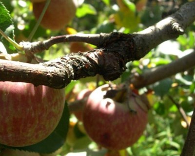 Produção de maçã e pera em 2018 irá baixar