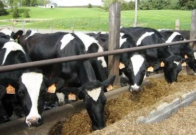 Produtores de leite e carne pedem mais apoios ao setor da pecuária