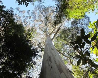 Quercus alerta: há cada vez mais plantação de eucaliptos em Portugal